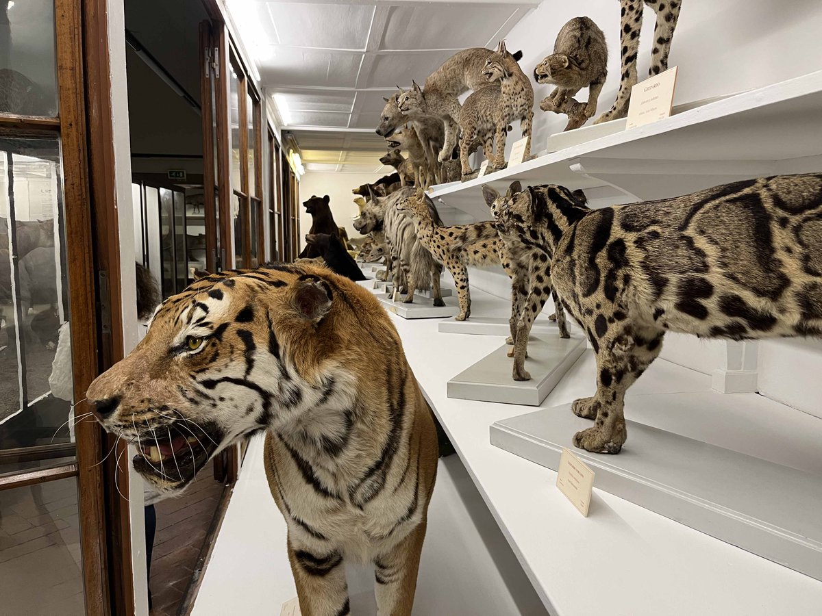 StoriaNaturale's tweet photo. #Firenze | 249 anni di storia naturale

Il 21 febbraio 1775 il Granduca Pietro Leopoldo di Lorena istituiva l’Imperiale e Reale Museo di Fisica e Storia Naturale.

Il museo, dove ancora oggi ha sede La Specola, riapre le porte al pubblico domani.

Info👉 https://t.co/MzzpMCydxF https://t.co/VZAgjz5jz3
