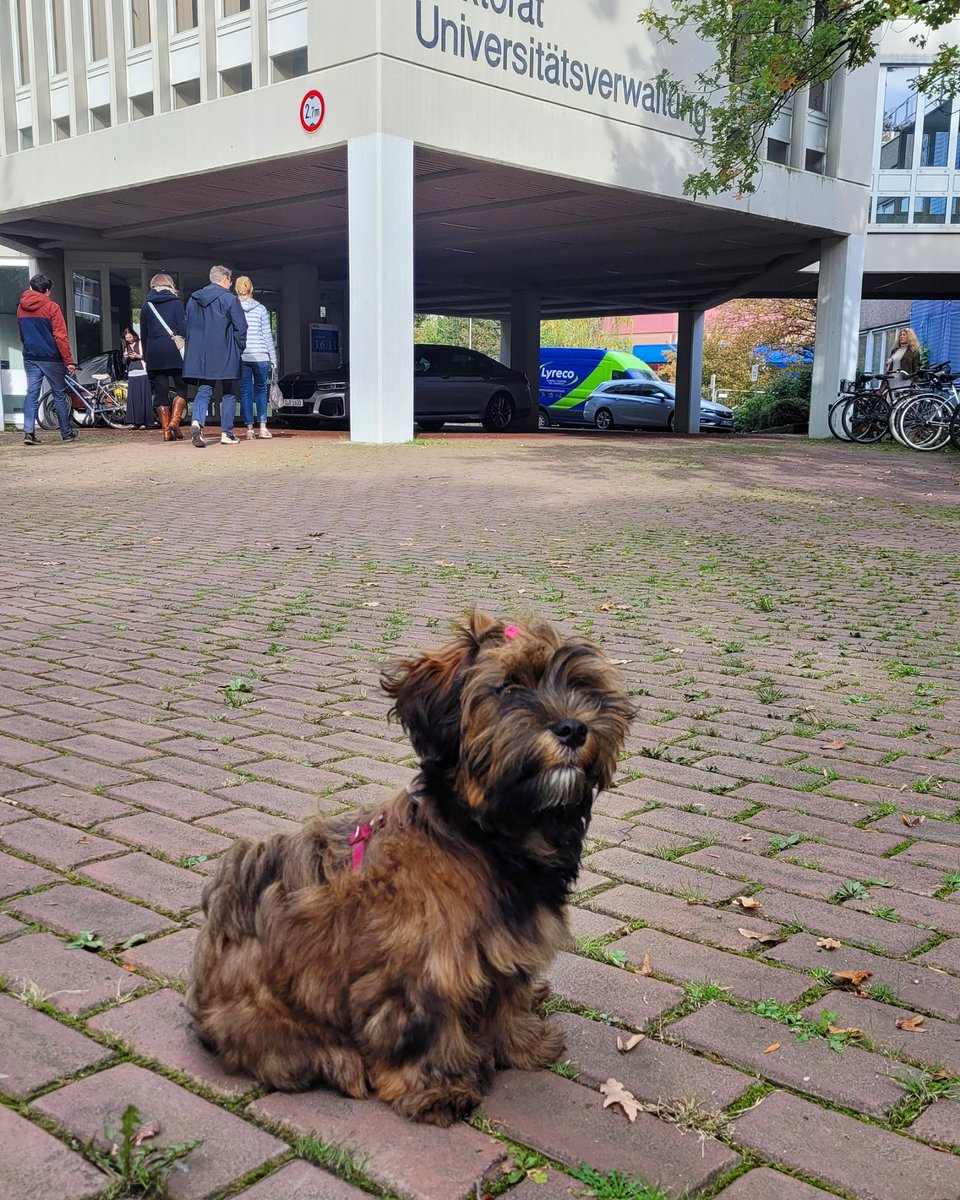 HHU_de's tweet photo. 💖 #petsofHHU Die Schleife sitzt! Die kleine Keona (6 Monate) bewegt sich noch etwas unsicher auf dem Campus. Auch die Kamerapose findet sich noch nicht so leicht. Immerhin weiß sie: pink steht ihr besonders gut! ^lm https://t.co/6ddTC5AwXj