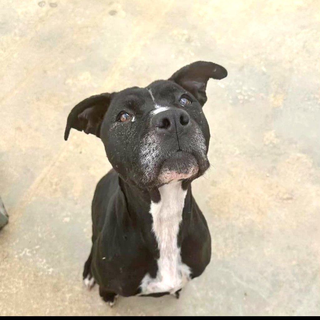 Erta2017's tweet photo. #XarxaBarcelonaAdopcions
#FemXarxa @caadmaresme

               #Yenka ❤️
        ¿No se la comerían?

Esta monada necesita un hogar🆘
Cariñosa, le encantan los adultos, los niños, y convive con un perrete. 
¿#Adoptas a #Yenka?
✉️ atencioanimals@ccmaresme.cat https://t.co/txBmG6RogP