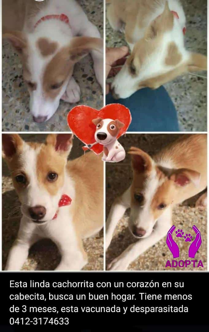 PerroUsuario's tweet photo. Buscando una familia amorosa RP @RamsesVazBlanco: En adopción responsable San Antonio de Los Altos. Gracias https://t.co/tgQlw3rJ7l