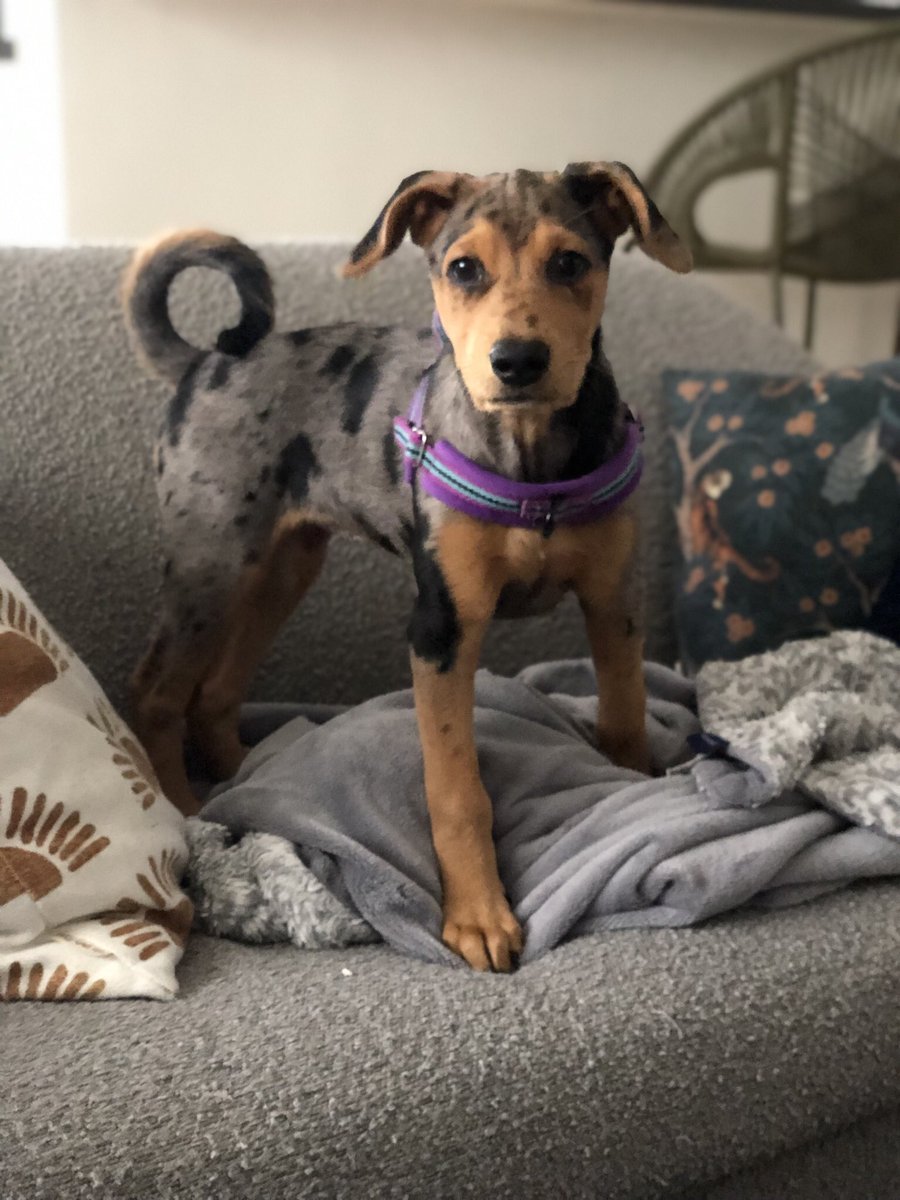 Hestia is still looking for her forever home! This is such a sweet girl who just wants to eat and snuggle. Will have all her shots and be spayed.