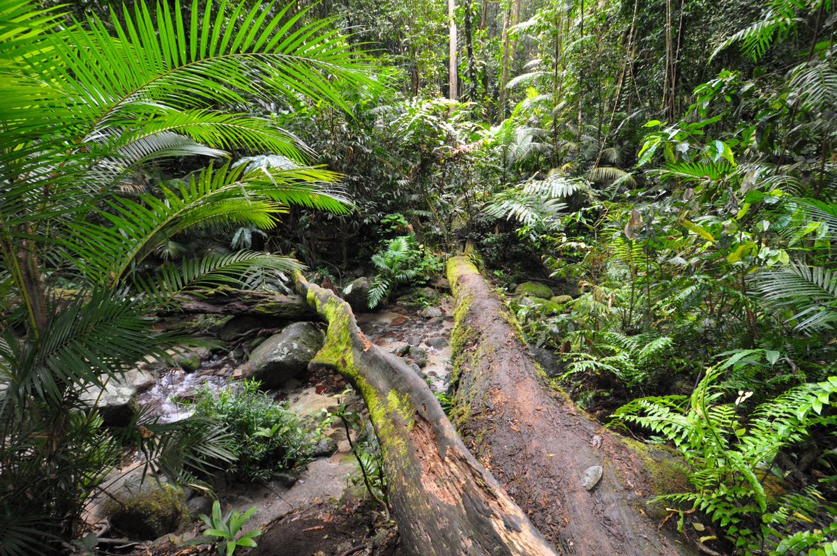 sTravelSpots's tweet photo. Australia • Daintree National Park • Mossmann Gorge

Green, greener, Daintree Rainforest

Grab you hiking shoes and just enjoy!

#daintreerainforest #daintree #daintreenationalpark #Australia #eastcoast #queensland #tropicalnorthqueensland #outdoor #nature #travel #traveltips https://t.co/ikm7SPePPF