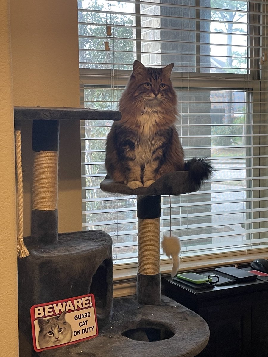 MukbangCat's tweet photo. Workin hard https://t.co/T3mfwOMp8U