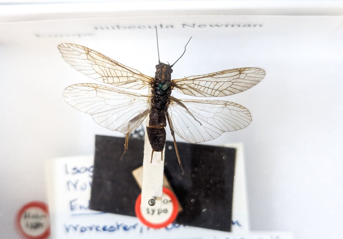 Join Buglife's @NaturAmByth Scarce Yellow Sally Project Officer, @HawkesSj in our latest blog, 'Meeting Sally...' 🚂Journey to the @NHM_London with her as she meets the Sally holotype specimen for the first time 👇 buglife.org.uk/blog/meeting-s… 🧵#BuglifeCymru #NaB #ScarceYellowSally