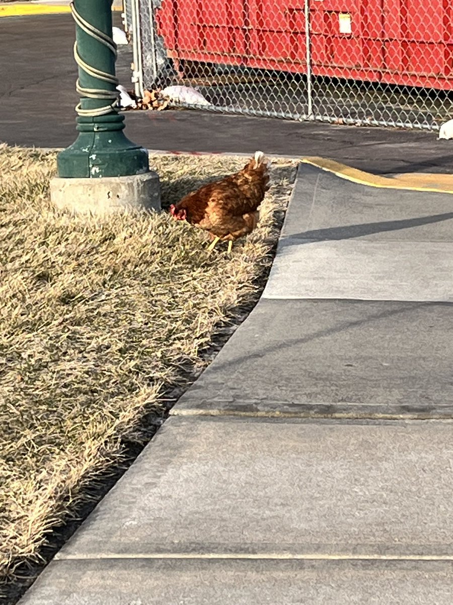 Why did the chicken cross the road?? To see all the patients at @ChildrensMercy @breatheKC