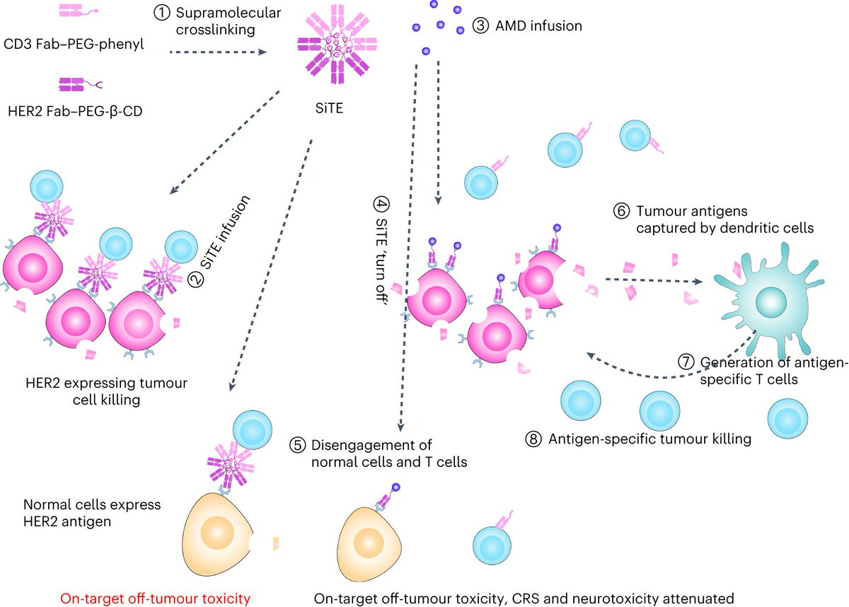 Thrilled to share our latest in Nature Biomedical Engineering @natBME led by @MJMitchell_Lab Postdoc Ningqiang Gong on a 'switchable' bispecific T cell engager to eliminate solid tumors in a safer manner! Study: nature.com/articles/s4155… @Penn news story: penntoday.upenn.edu/news/switchabl…