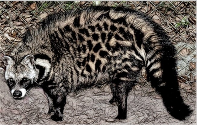 Ffumbe clan African civet.