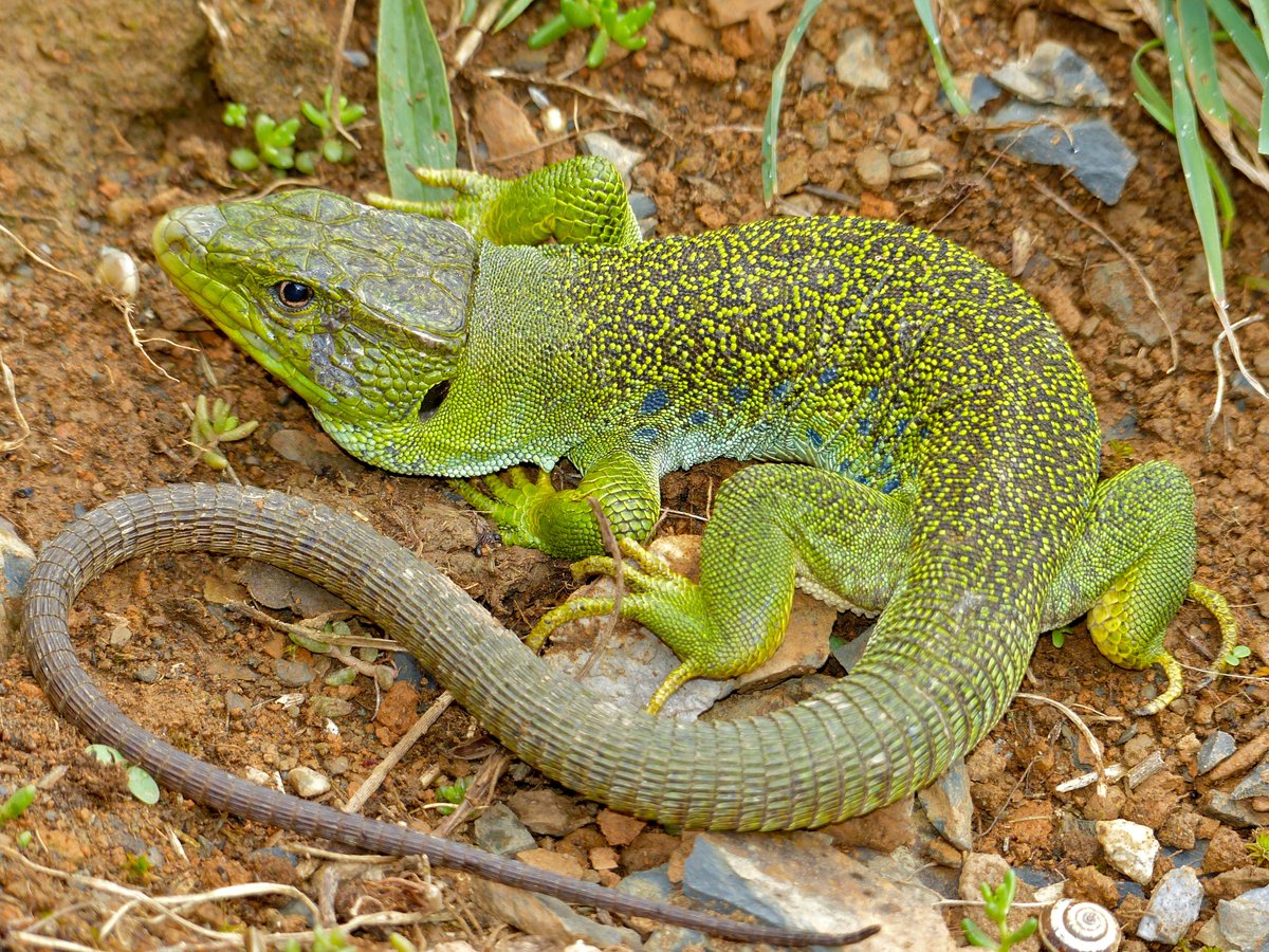 La plaga infernal de gatos domésticos, asilvestrados y cimarrones matan millones de reptiles. El lagarto ocelado y el verdinegro se están extinguiendo en TODA la Península. Los animalistas son enemigos peligrosísimos de la biodiversidad y el planeta.