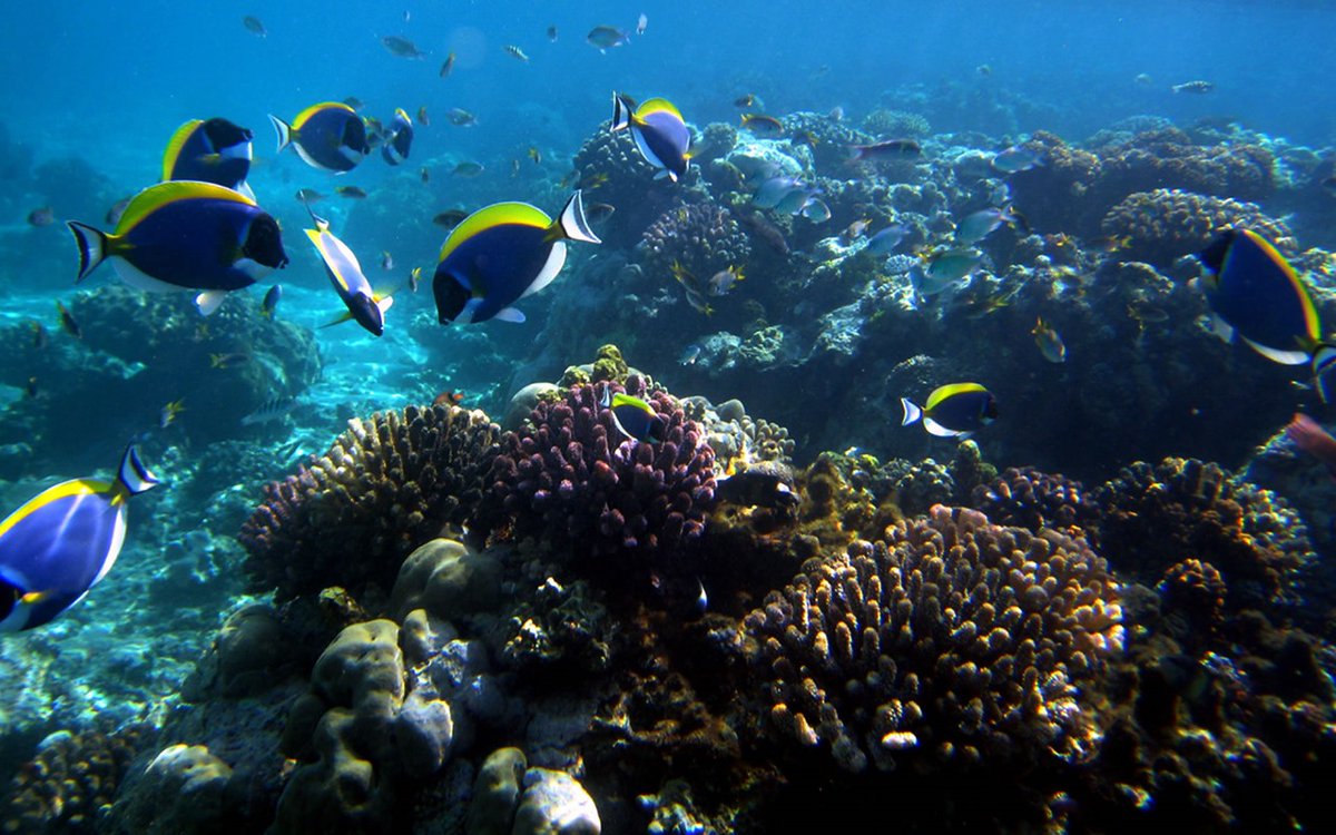 Welcome to #KisiteMpungutiMarinePark, home to a diverse range of marine life, including coral reefs, fish, and other underwater creatures. To book for our daily excursion to this place;💌 info@tembeaafrica.co.ke #tembeaafrica
#magicalkenya
#underwaterworld
#dolphins
#snorkeling
