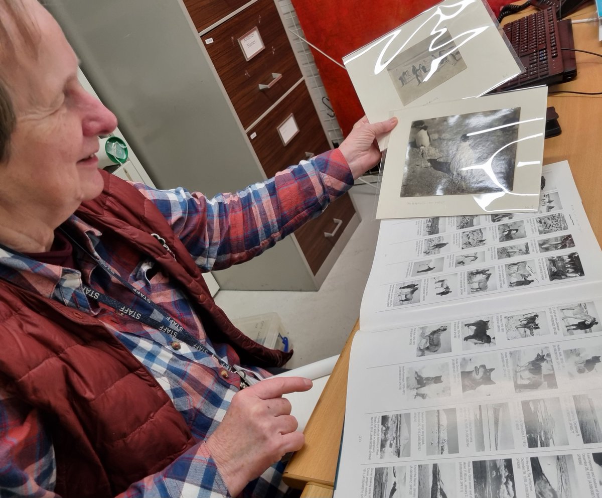 Today our amazing volunteer Cathy is hard at work identifying penguins... Apparently 'one penguin looks much the same as another one'! 🐧 Penguins by Herbert Ponting from collection relating to Edward Wilson, @StGeorgesUni alumnus who died during a South Pole expedition in 1912