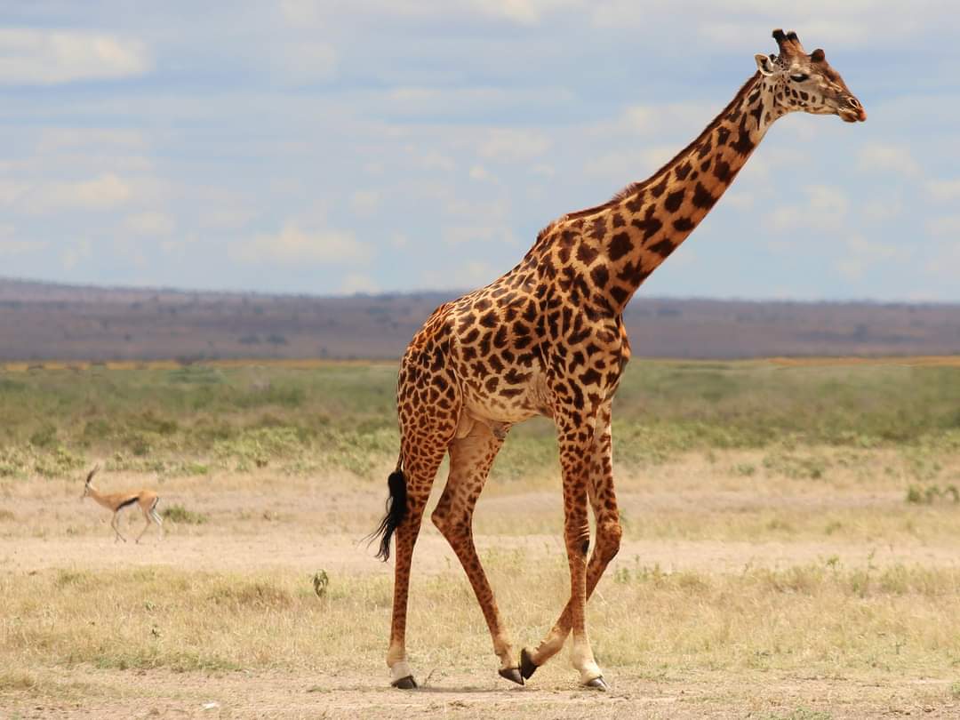 Amboseli is home to some maginificent wildldife species including these Maasai Giraffes that roam through its dusty plains. 
You can wake up to amazing Mt. Kilimanjaro views, making your holiday a dream come true. 
Enjoy short and long safari adding Amboseli in your itinerary
