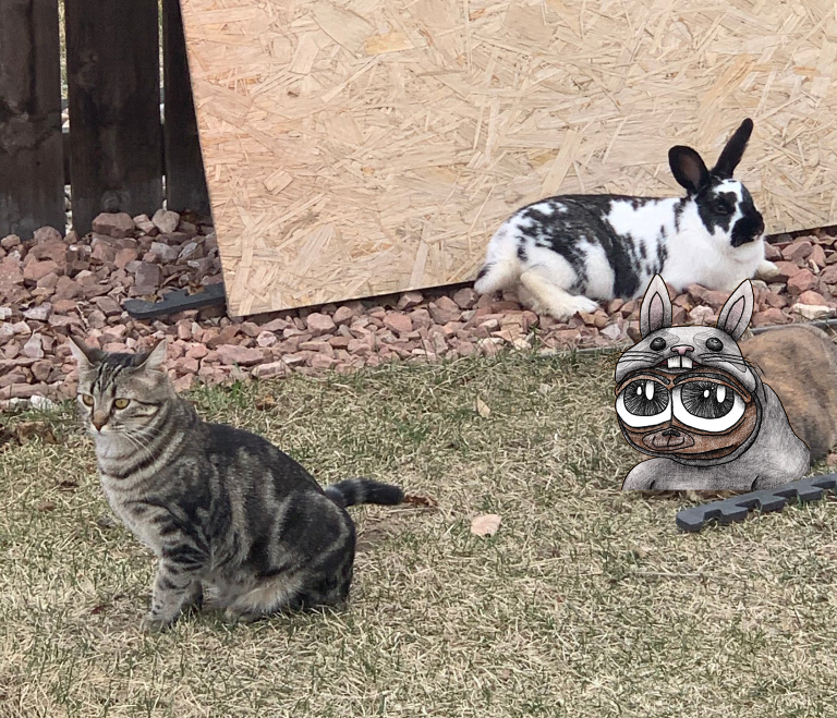 This fckn bunny showed up begging for food and now won't leave. 😩

BunnyMarketer 4 Life!! 🐰🟧📈