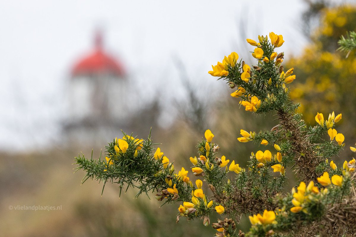 De Gaspeldoorn staat volop in bloei. Geeft de dag toch wat kleur 🤩 #vlieland #buienradar #lentekleuren