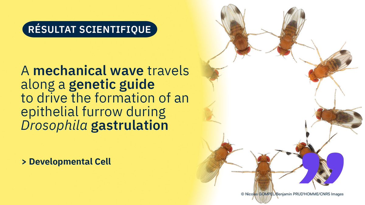 #ResultatScientifique 🔎| Découvrez la dernière publication de Matteo Rauzi, directeur de recherche @CNRS à l'@ibvnice, et de ses collaborateurs. 🤝 @CNRS_DR20 @Inserm 📕 @Dev_Cell | buff.ly/42JJ1ai