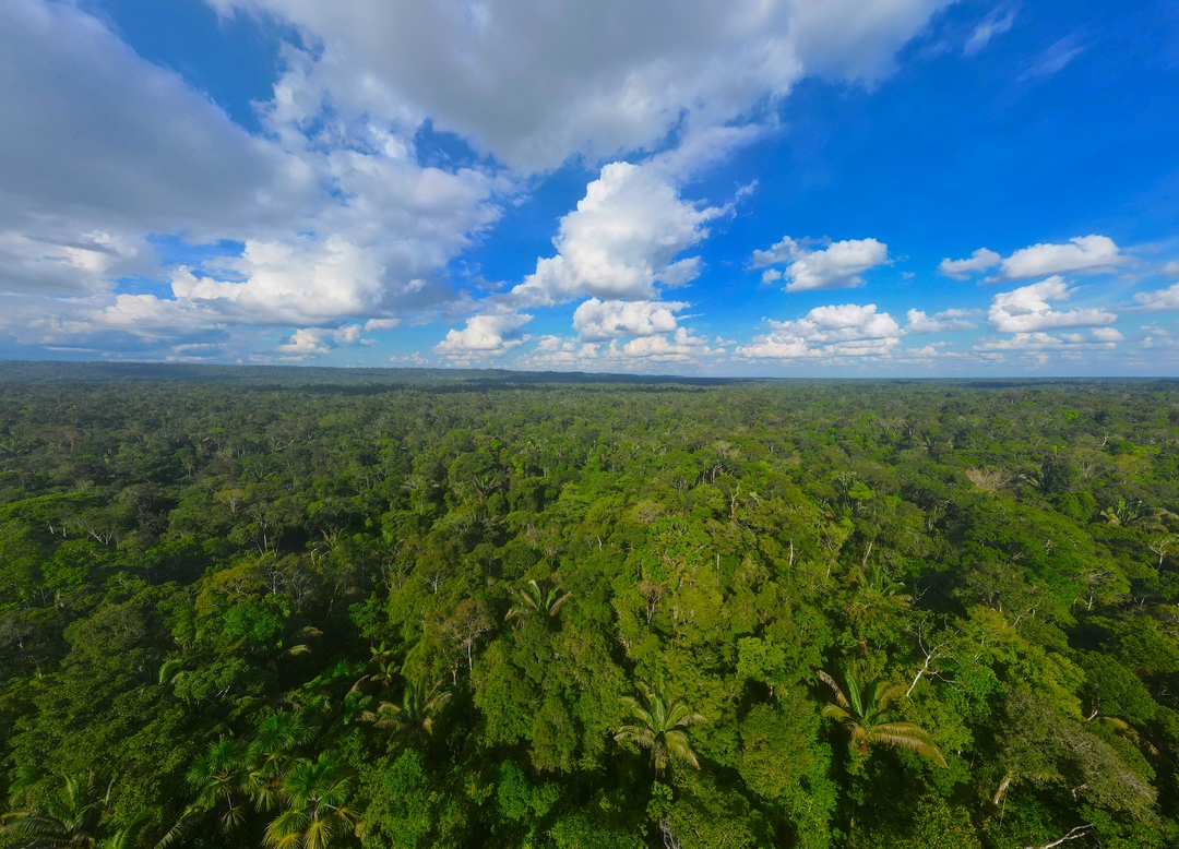 The sky is blue because of the green below. #NoFilter #Reforestation #SaveTheAmazon 🌳☁️