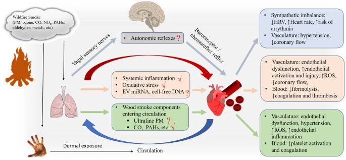 Wildland firefighters have significant heart injuries. Research suggest that wildland firefighting exposure might cause a distinct hemodynamic response, including SBP reduction and HR increment, especially for those who have pre-existing hypertension.hubs.li/Q02llhHd0