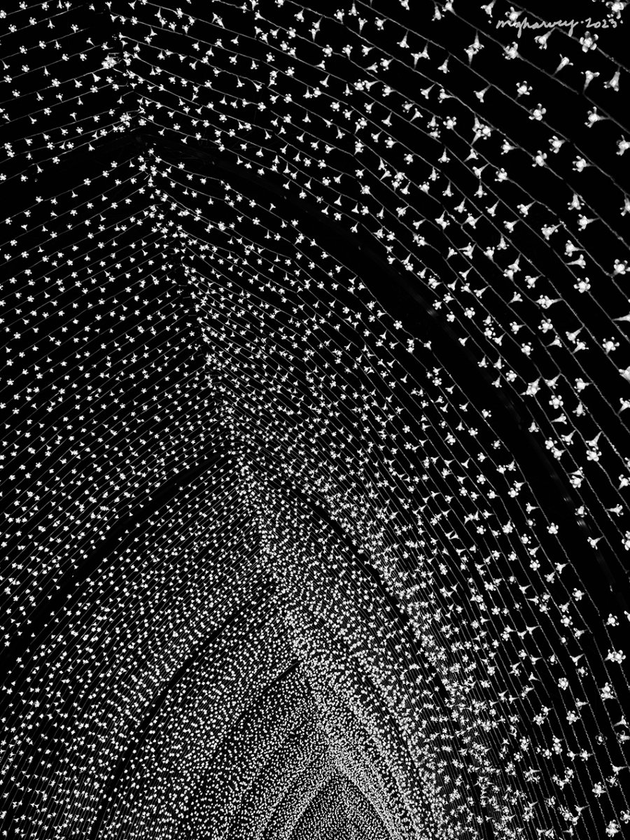 melindagharvey's tweet image. Lights made a vault
of stars…or at least that’s what
it looked like to me.

Fort Worth Botanic Gardens
Fort Worth, Texas
photographed 12.23.2022
#haiku #poetry #fivesevenfive #17syllables #photography