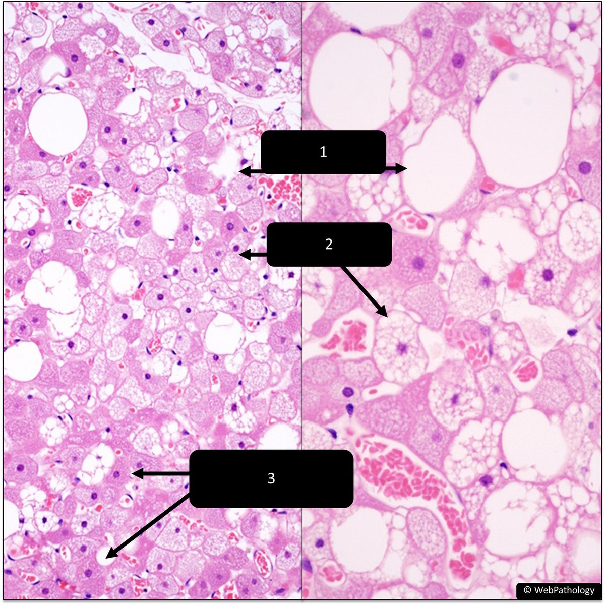 DrCycloPath tweet picture