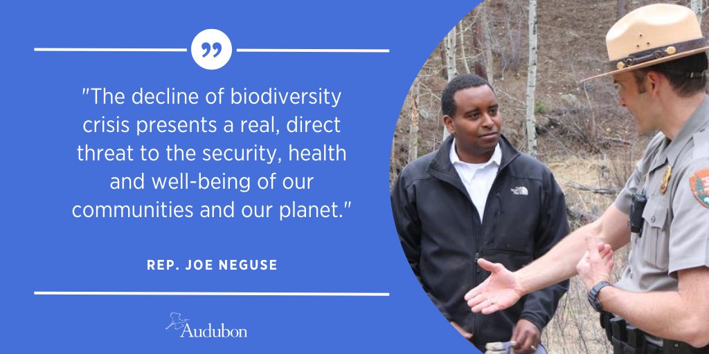 audubonsociety's tweet photo. This #BlackHistoryMonth we acknowledge the leadership of members of Congress like @RepJoeNeguse of Colorado. Through his support for conserving biodiversity and native plants and his attention to issues like the Western water crisis, he is an important ally for birds. https://t.co/sUFTaJE47w