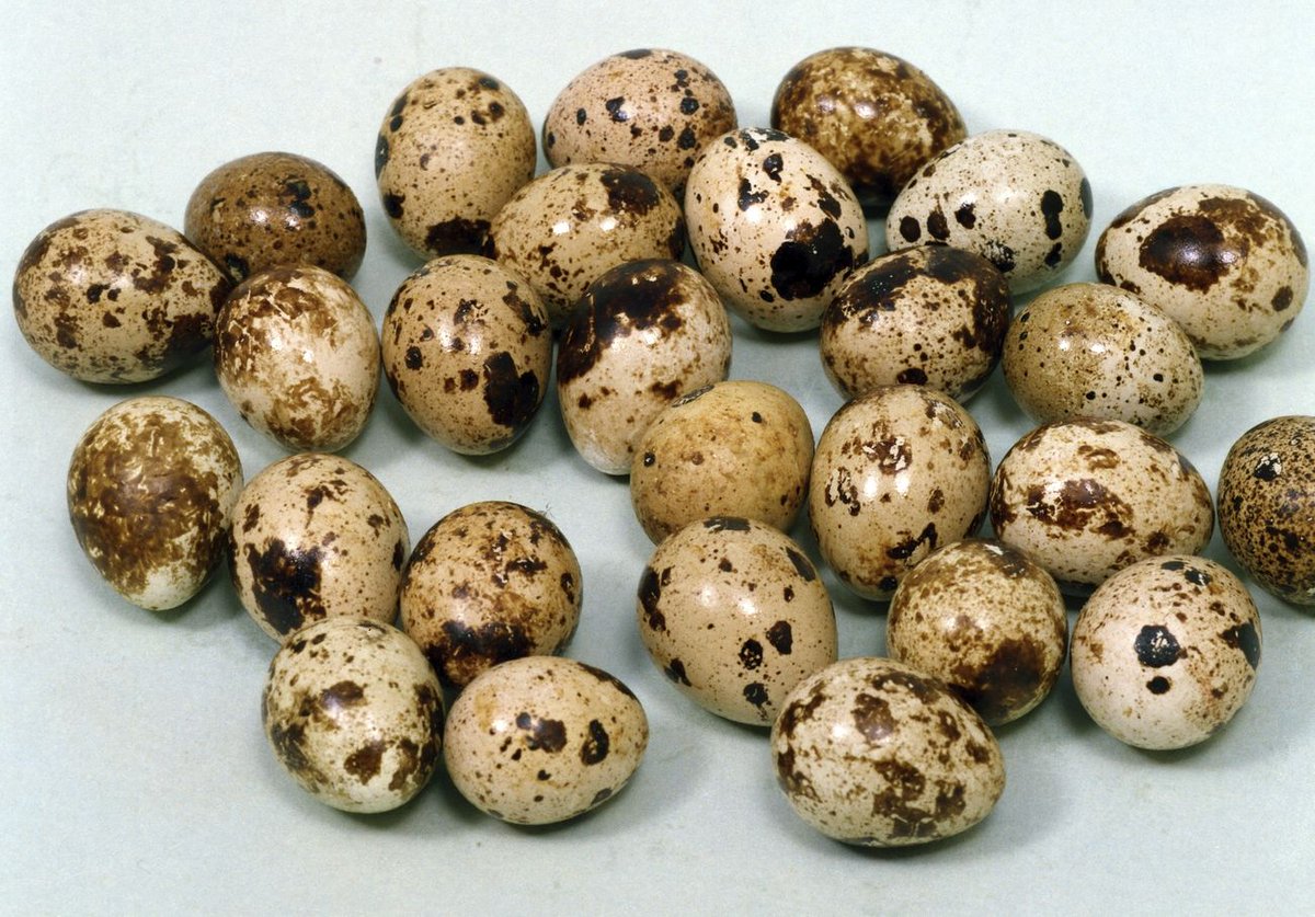 QuailManPerry's tweet photo. Keeping &amp; Raising Quails for Eggs https://t.co/yuDdHESgqb https://t.co/JT01kqdCQP