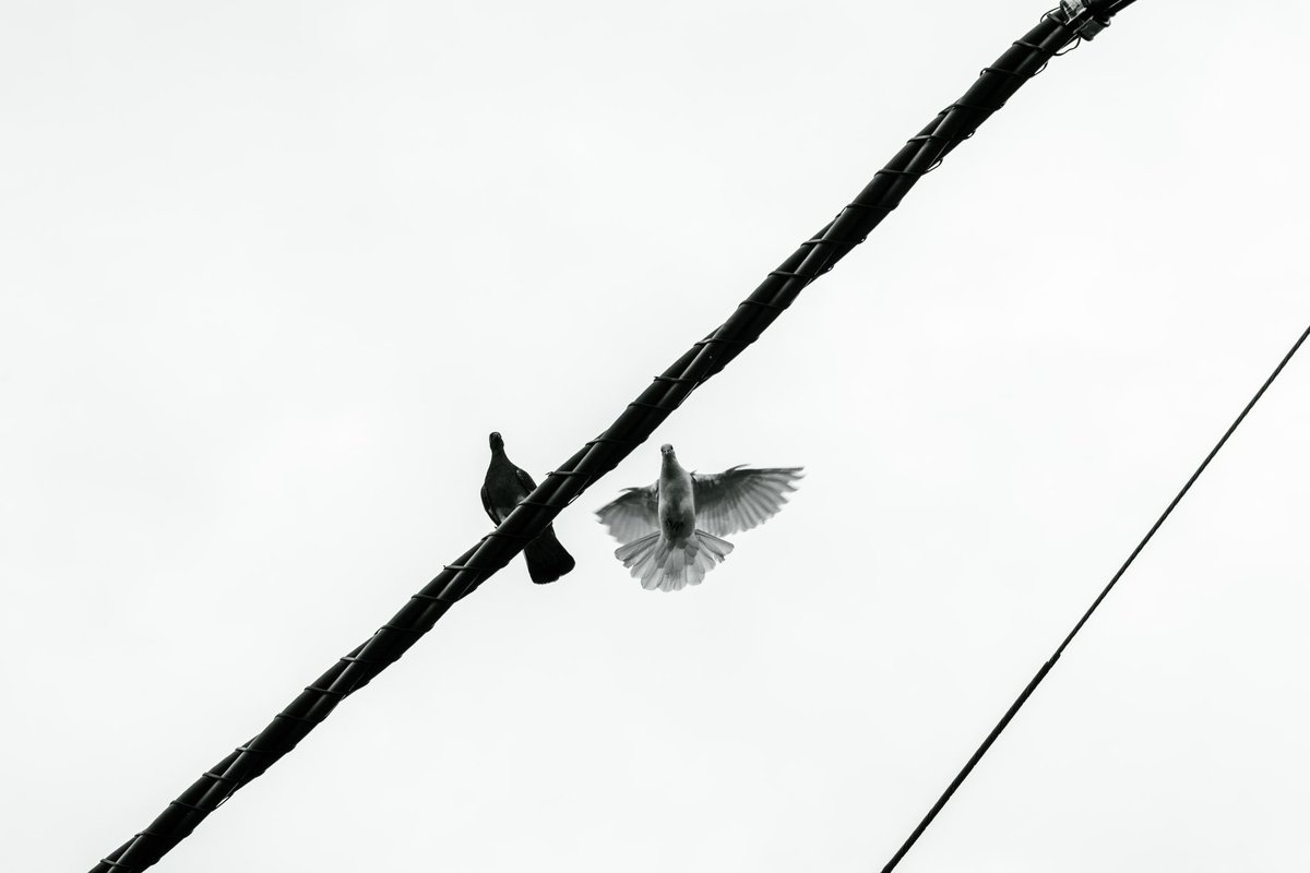 モノクロな関係。