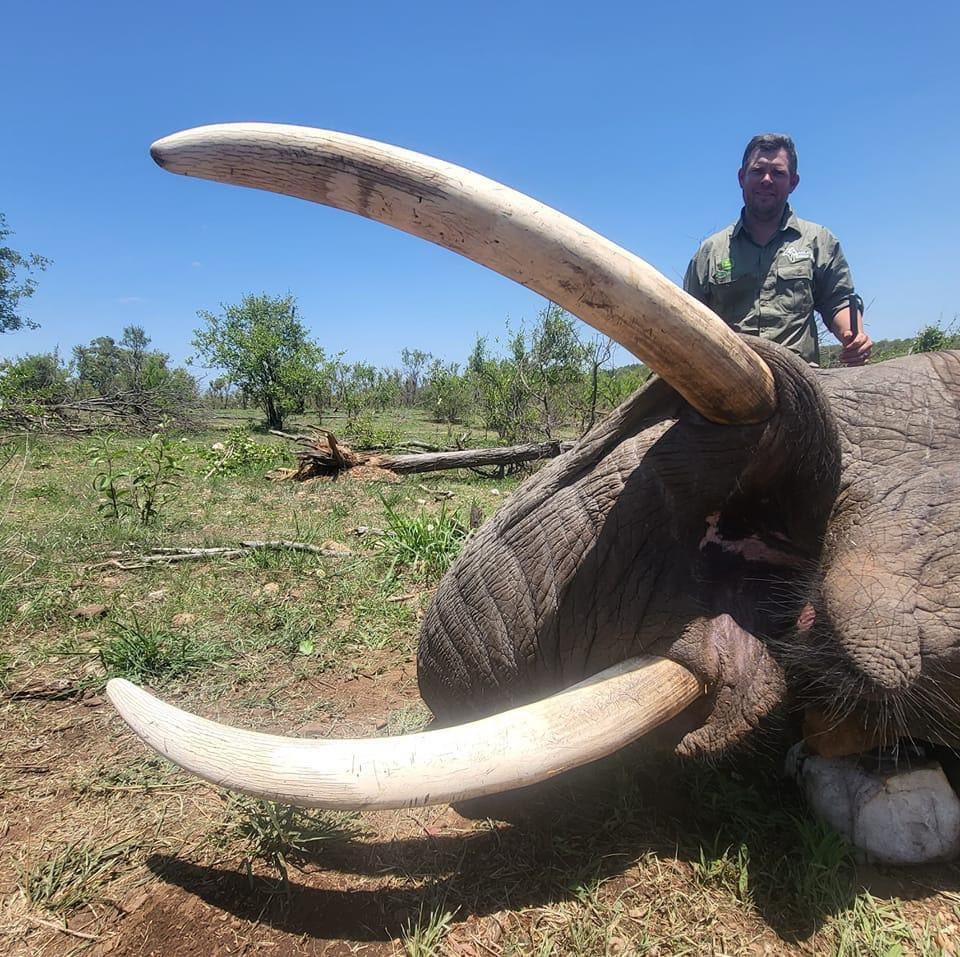 XposeTrophyHunt's tweet image. W J Labuschagne hunted this elephant adjacent to Kruger National Park, courtesy of Derian Koekemoer Safaris. In a final betrayal he cut off the tail. Heartless idiot. 🤬RT
#BanTrophyHunting 
@_Pehicc @SARA2001NOOR @Angelux1111 @Gail7175 @DidiFrench @Lin11W @PeterEgan6
