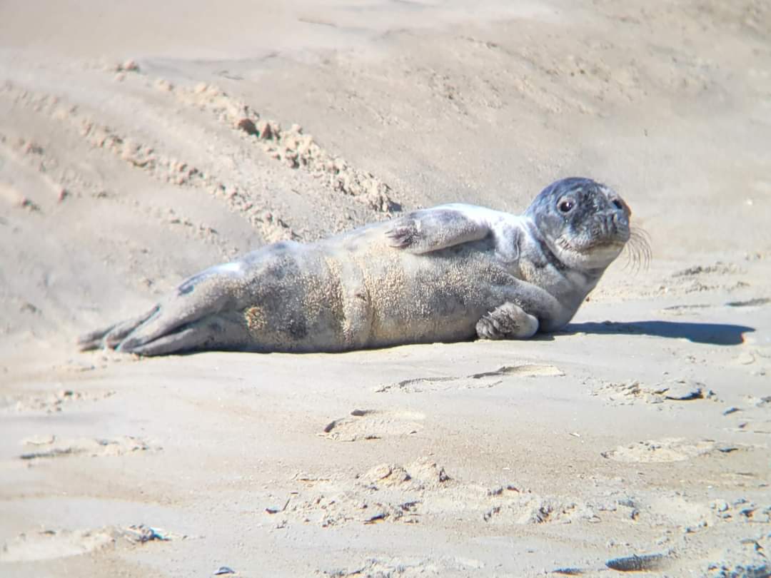 A gray seal rests on the beach south of Jennette’s Pier in Nags Head last week. Seals sometimes “haul out” to warm up in the sunshine while swimming past the Outer Banks during the winter months.
#sealife #seal #seashore #grayseal #beachy #beachfind #sealovers #seaside #oceanview