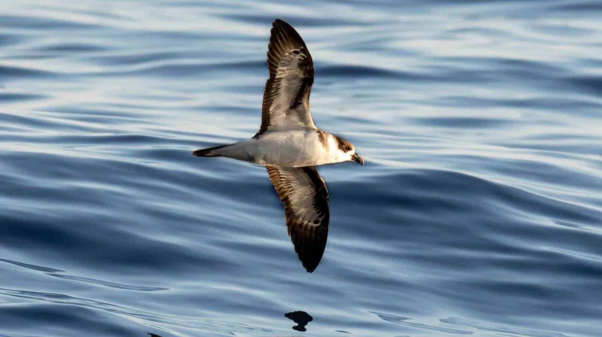 Ambientalistas valoran expedición científica en la cordillera submarina dlvr.it/T33Qmd