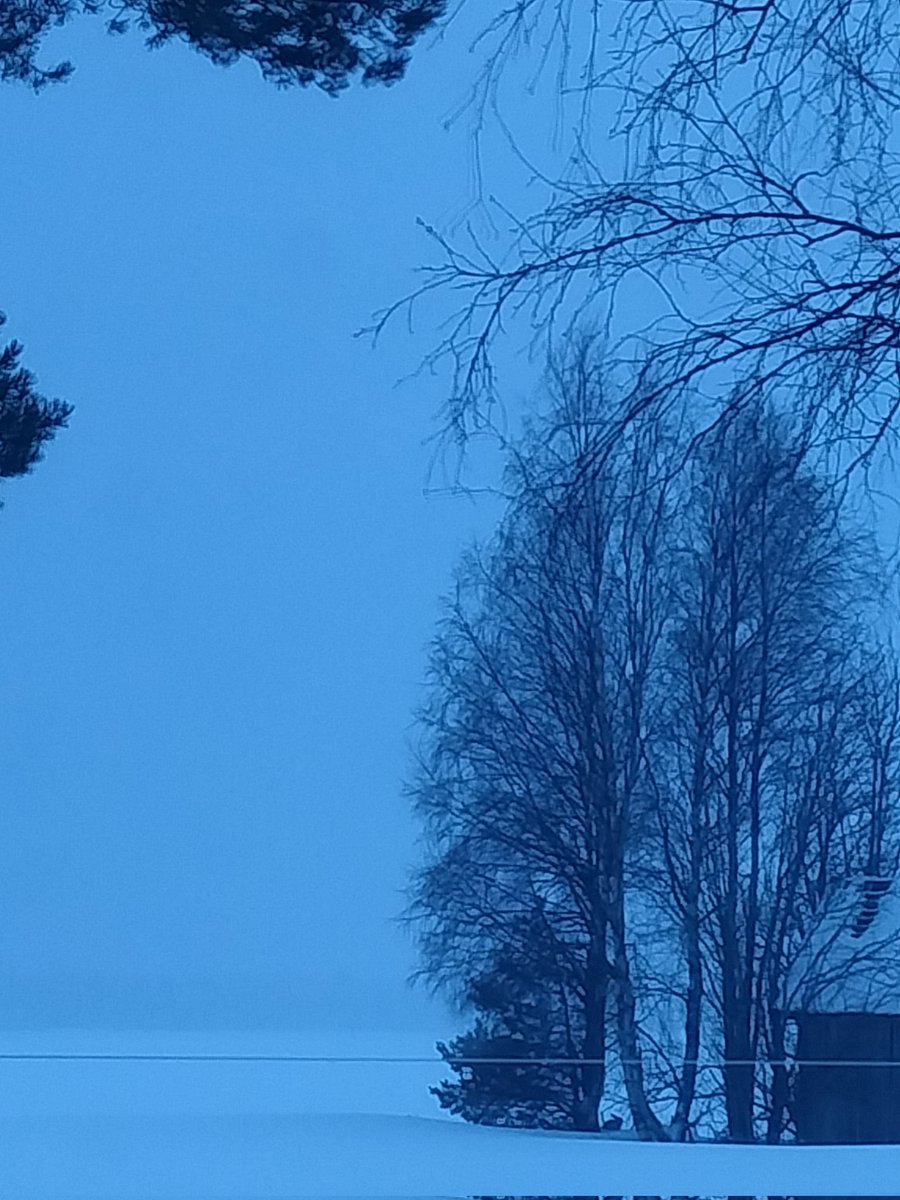 Inari Metsä 🎨🐕 tweet media