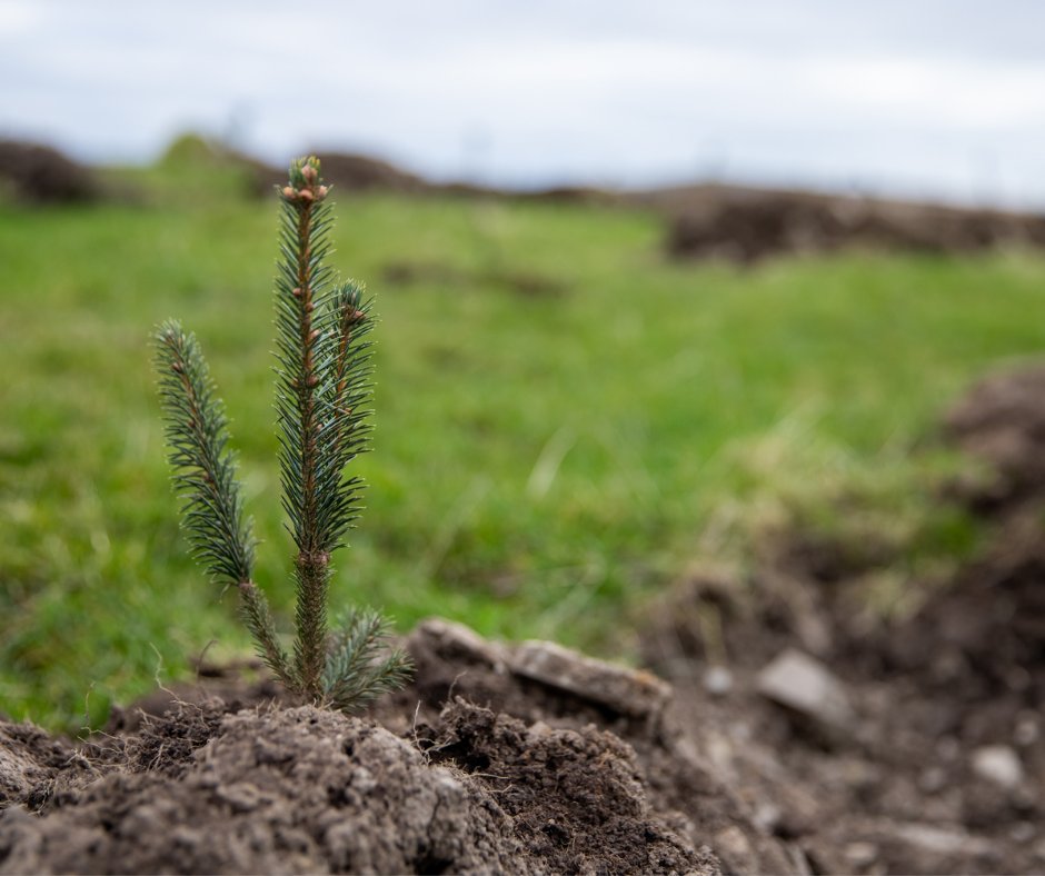 In collaboration with @KingsCollegeLon and @imperialcollege, Foresight contributed to a policy paper on the benefits of integrating the UK’s WCC voluntary carbon credits into the UK-ETS. Take a look: foresightgroup.eu/news/expansion… #woodlandcreation