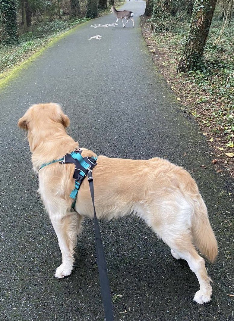 Hello deer. Wanna be friends? I gotta ball and a stick. <a href="/GoldenGeorgeous/">Gorgeous George</a> <a href="/dogrates/">i rate dogs online </a> <a href="/dog_feelings/">Thoughts of Dog</a> <a href="/CuteGoldens/">Golden Retrievers</a> <a href="/Merlin_the_dog/">Burns Quality Treats</a>