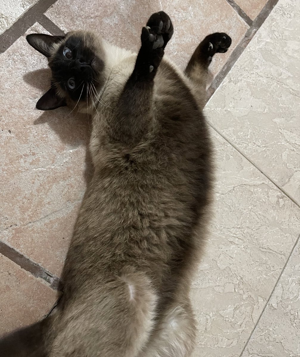 stonedcakee's tweet photo. @Delta9MX Mi gatito Diego Maradona 💓😻 https://t.co/oS98Ph54vn