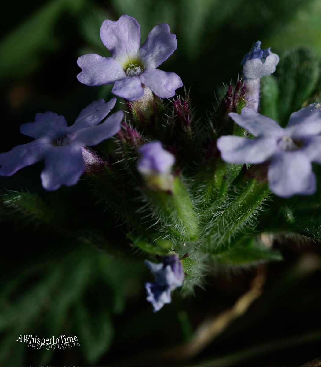 Lovely shades of purple! #MacroPhotography #Macro #MacroPhoto
#BelowTheKneesPhotography
#NatureIsBeautiful #Nature #NatureLover
#FallinLoveWithNature #LearnToLoveNature #ExploreNature #ExploreTheWorld #EmbraceNature #MotherNature #EnjoyNature #EnjoyTheOutdoors #Outdoors #Hiking