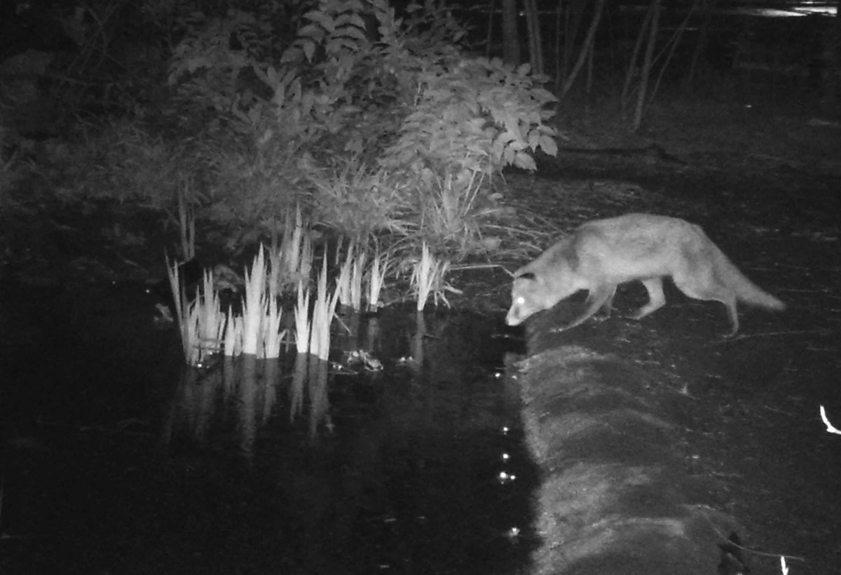 The pond predator has been found!