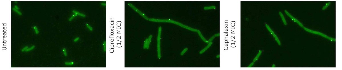 Phages.fr Webinars Series Episode n°2! Feb 28, 2024 -1:30 PM (UTC+1) Phage-Antibiotic synergy: single-phage/single-bacterium techniques to unveil the dynamics of phage propagation under antibiotic stress. Dr Julián Bulssico, Postdoctoral scientist - LCB, Marseille