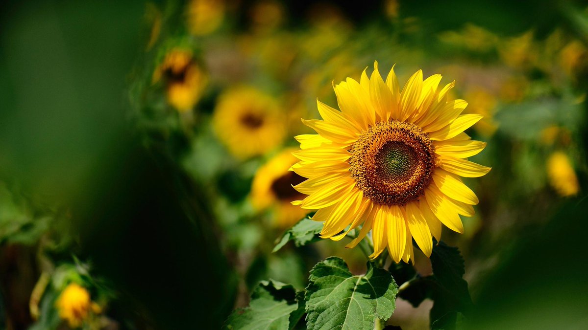 SunflowerJoy (@sunflowerj84946) on Twitter photo 