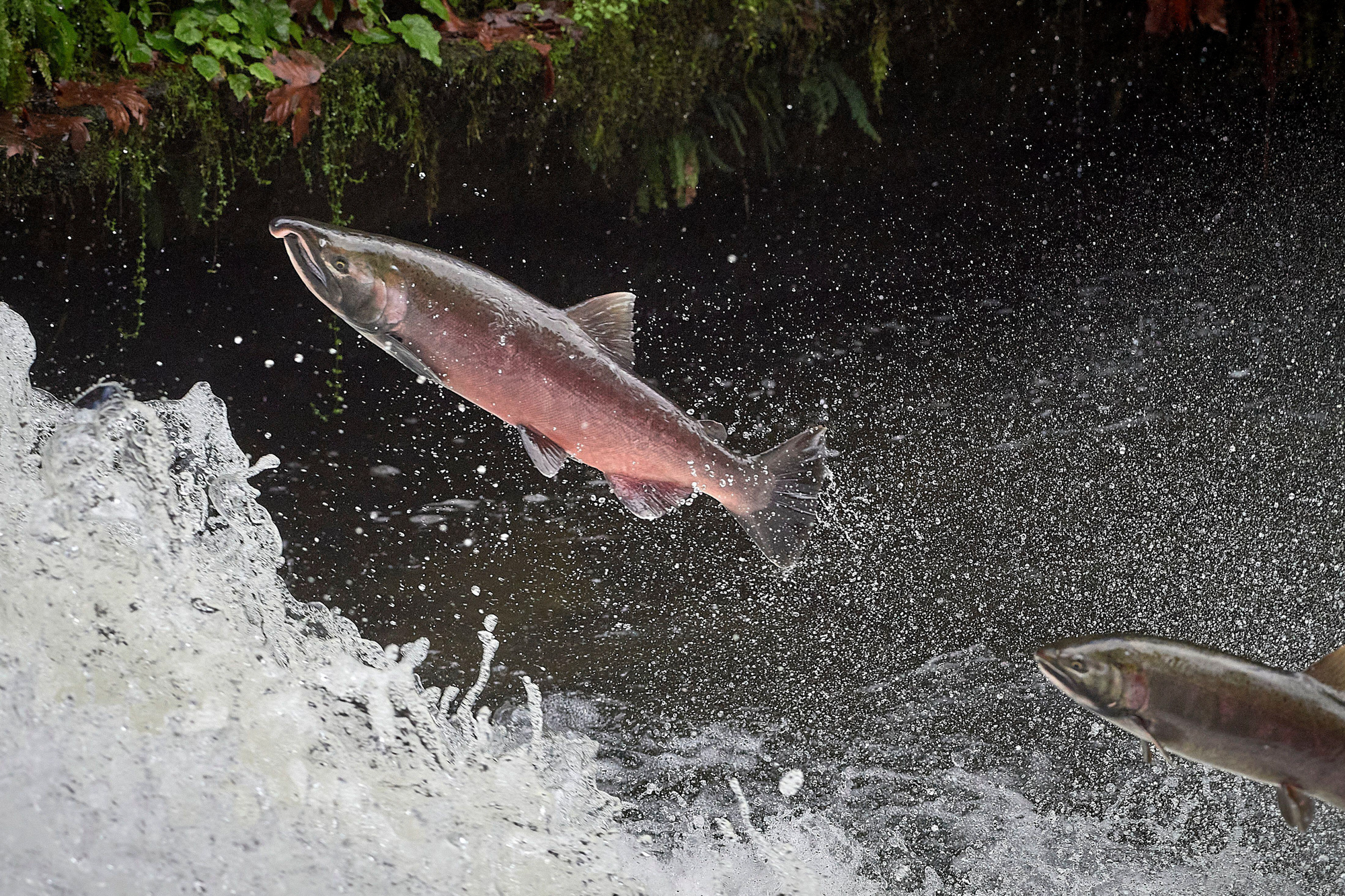 Pink Salmon - Wild Salmon Center