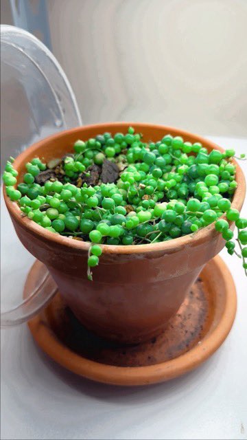 String of pearls! RT if you have one!
#stringofpearls #Airdrop