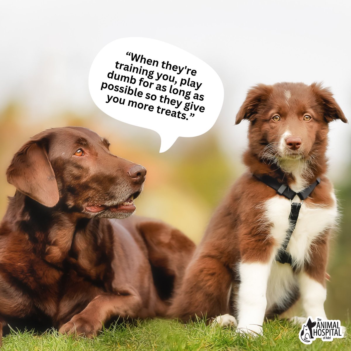 TheAHofAdel's tweet image. Here&apos;s a training tip from one experienced dog to the new family puppy. Playing dumb means more treats. 😉 #DogTrainingFun