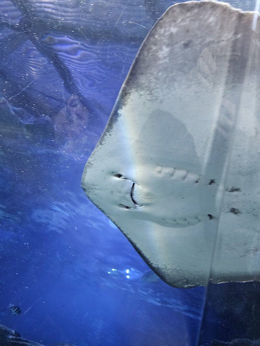 SIS Hungerford tweet media