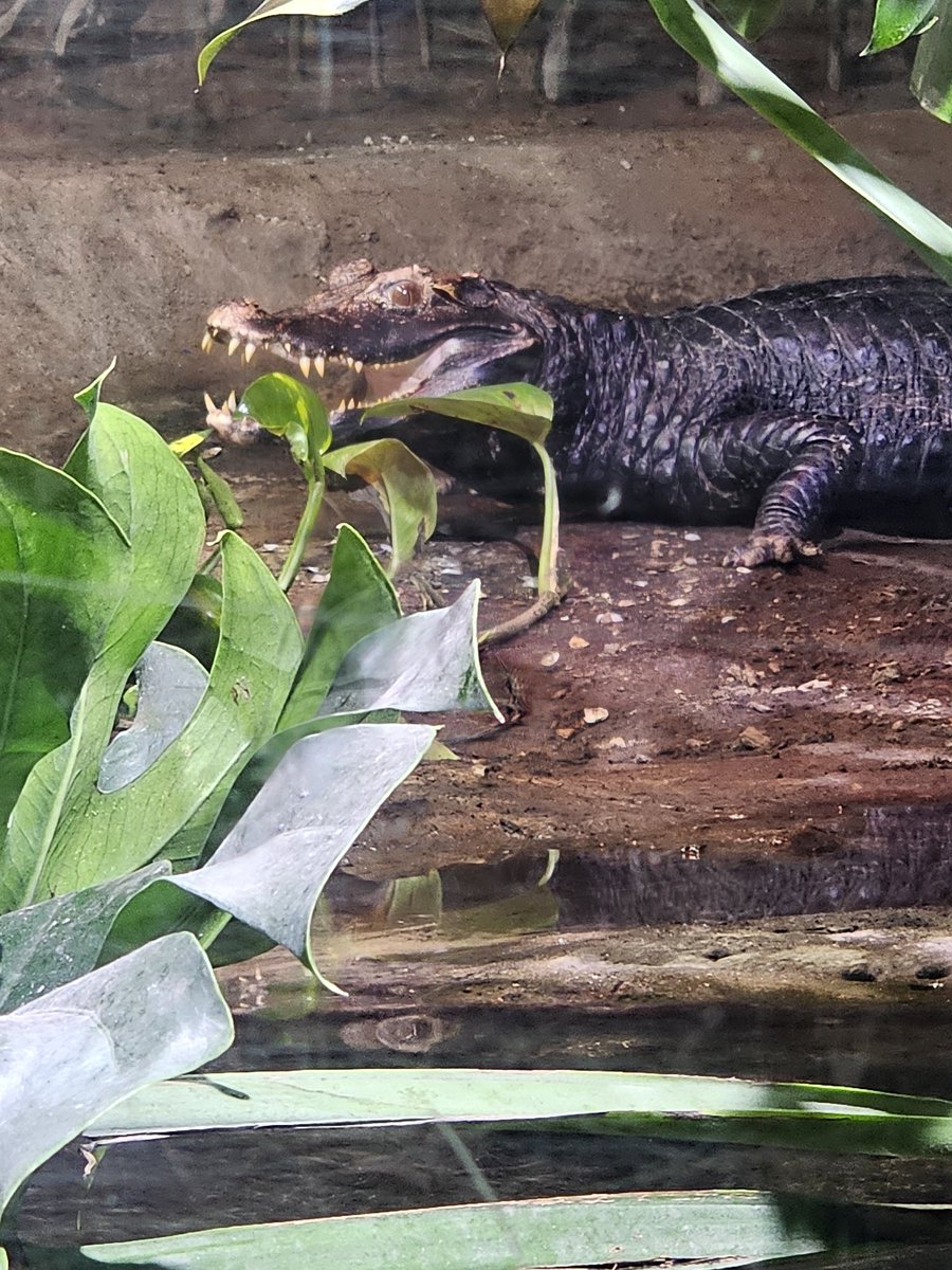 SIS Hungerford tweet media