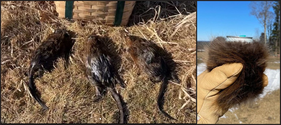 NHCART's tweet photo. Is it worth wiping out families of animals so that you can have a fur beer koozie?
#BanTrapping #TrappingIsASickness #NHCART #TrappingIsNOTConservation #ProtectWildlife #BanFur #FurIsCruel https://t.co/1HVW3Oekms