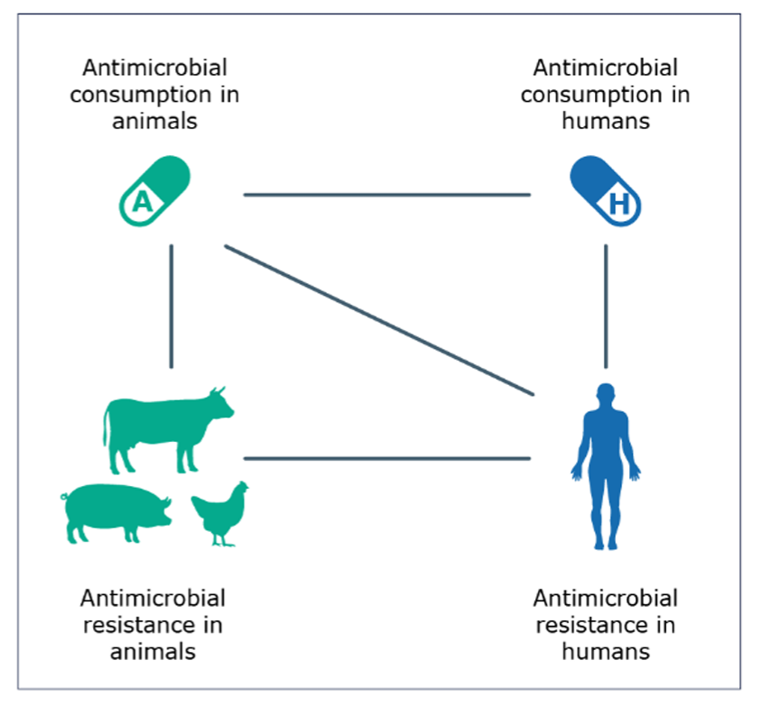 Taking a #OneHealth approach, which recognises the connection between the health of people and animals, the report presents data primarily collected between 2019 and 2021 on #AntibioticConsumption and #AntimicrobialResistance in Europe.