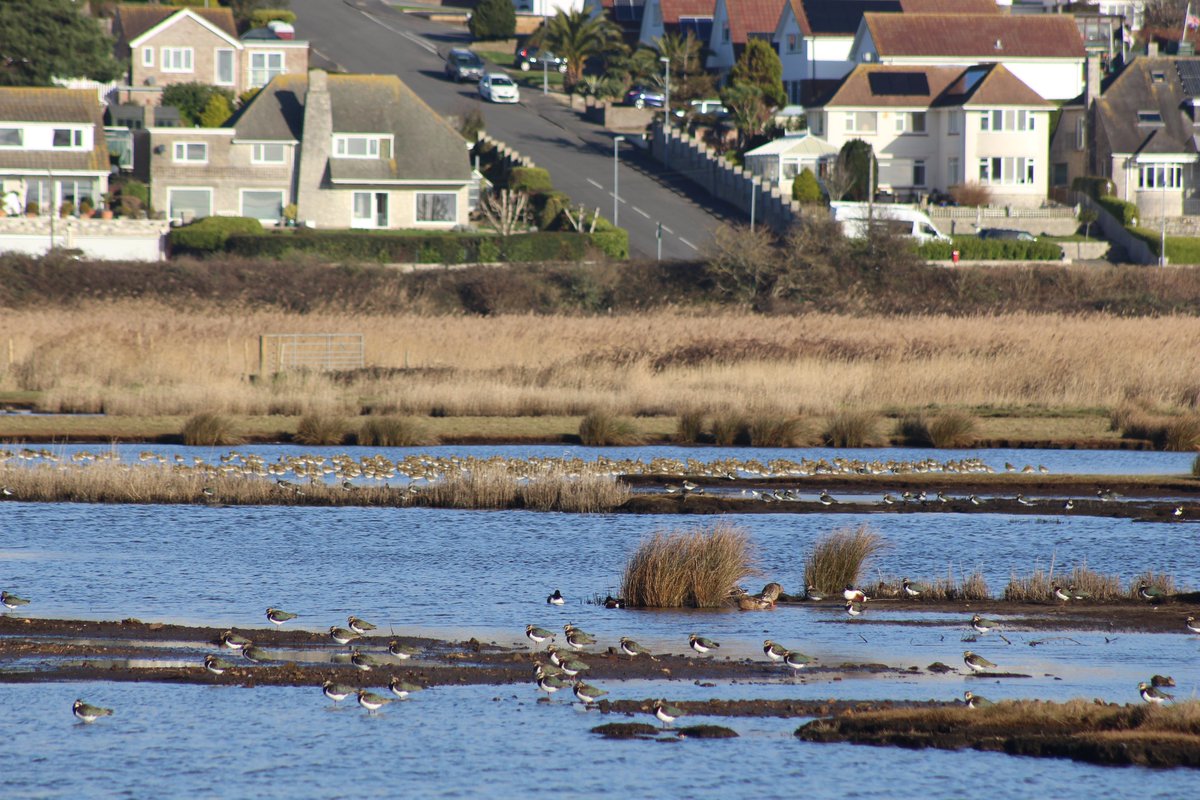 Explore Weymouth's Wetlands this Friday! Our monthly walks around RSPB Lodmoor continue on Friday 1st March. Learn about the wildlife hidden away in Weymouth on this beginner friendly guided walk. Book at: events.rspb.org.uk/events/64317 #Weymouth #visitdorset Images © Léonard D'Aranjo