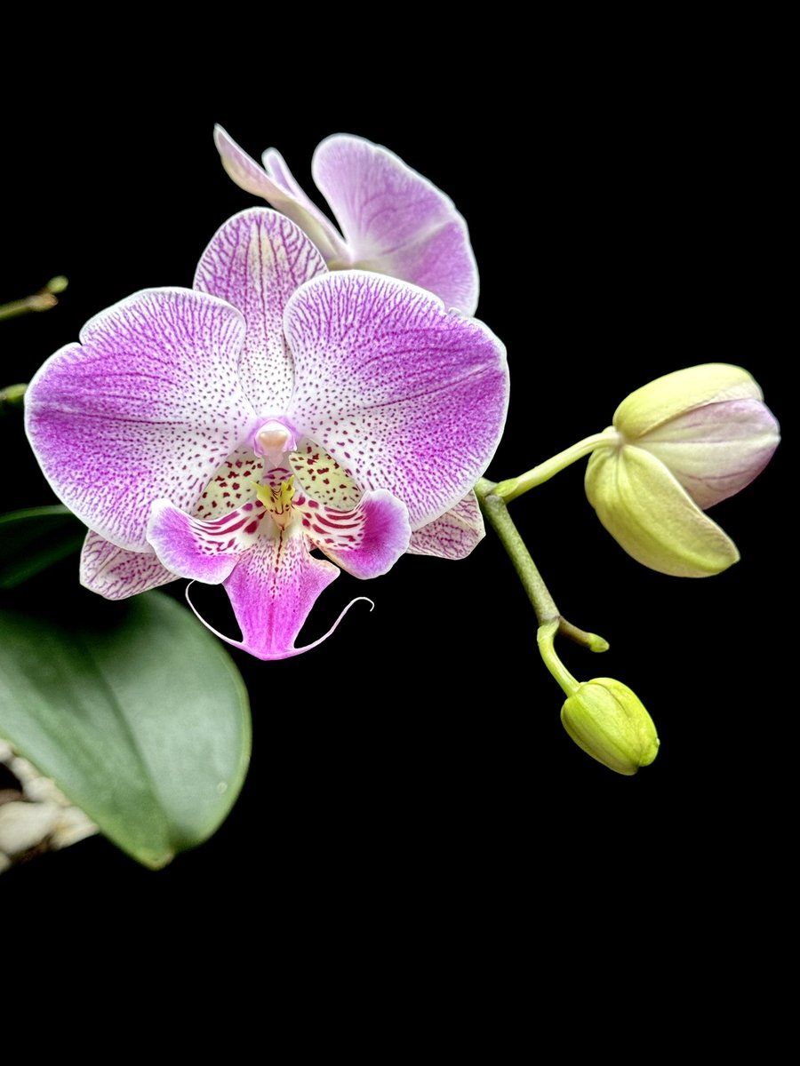 Orchid Porn tweet media