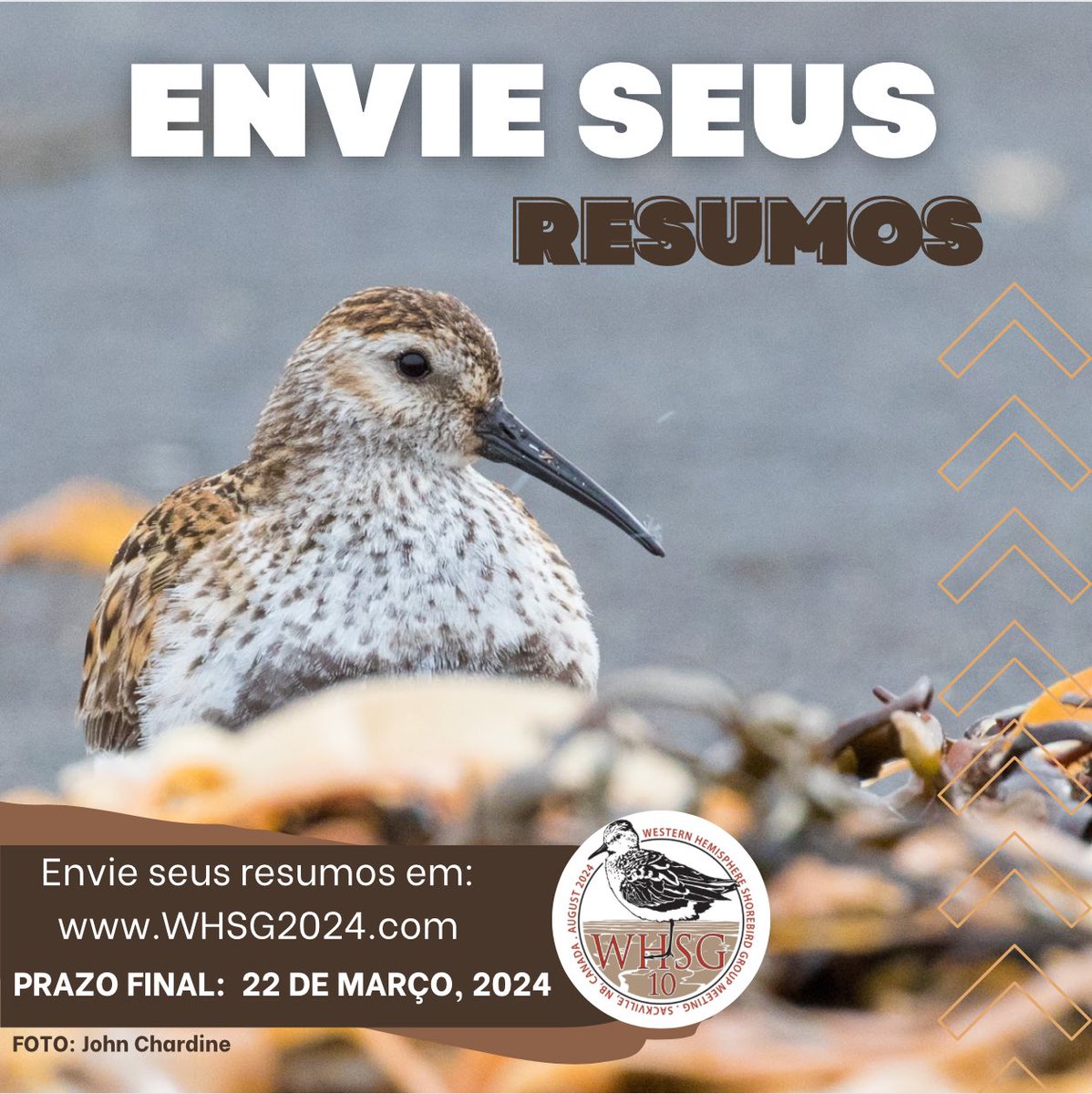 Western Hemisphere Shorebird Group 2024 tweet media