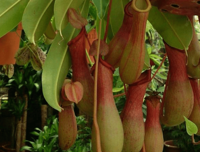 Una planta carnívora podría ayudar a los celíacos a tomar gluten
infoceliaco.com/index.php/orga…
#glutenfree #singluten #vidasingluten #comersingluten #disfrutandosingluten #glutenfreelife #glutenfreefood #nogluten #glutenfreeliving #singlutenporfavor #freegluten