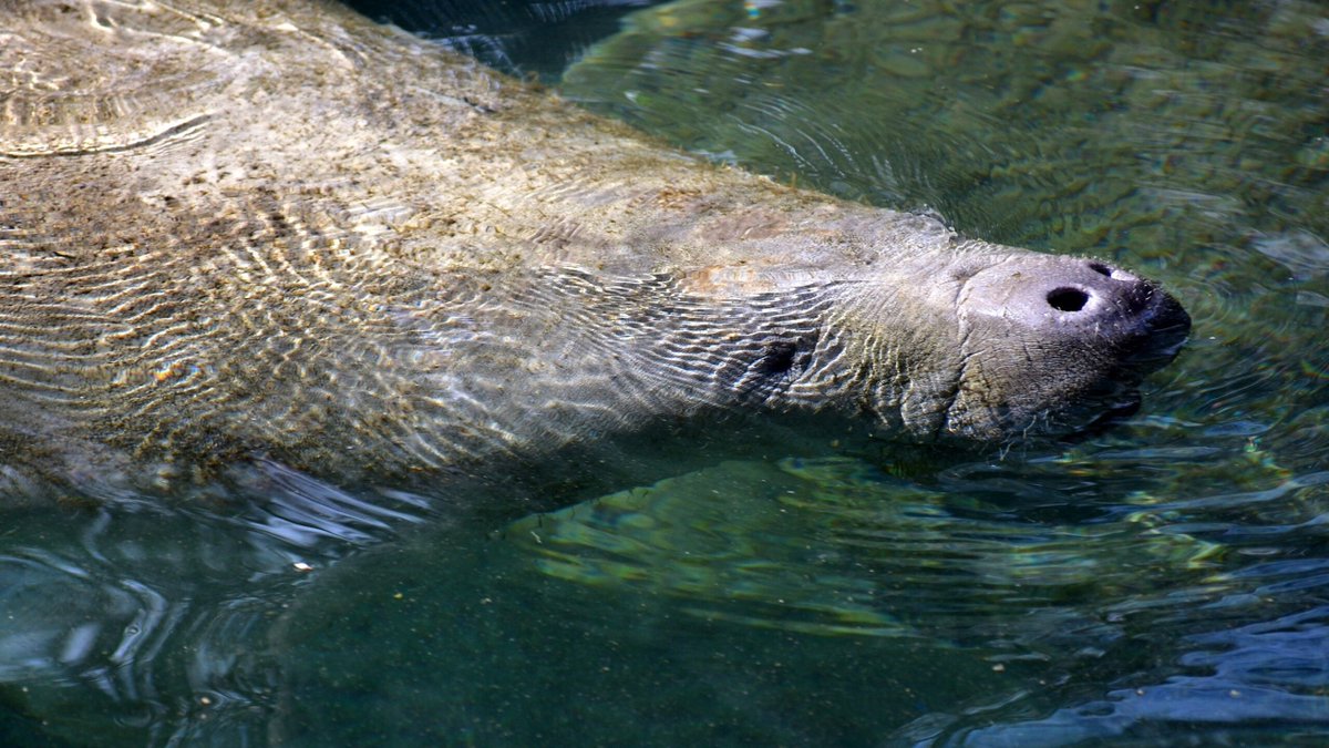 Asha the manatee was released into the wild after nearly two years at <a href="/jacksonvillezoo/">Jacksonville Zoo and Gardens</a>. Then someone, for some reason, removed her tracker and she died. buff.ly/3wk3lmi