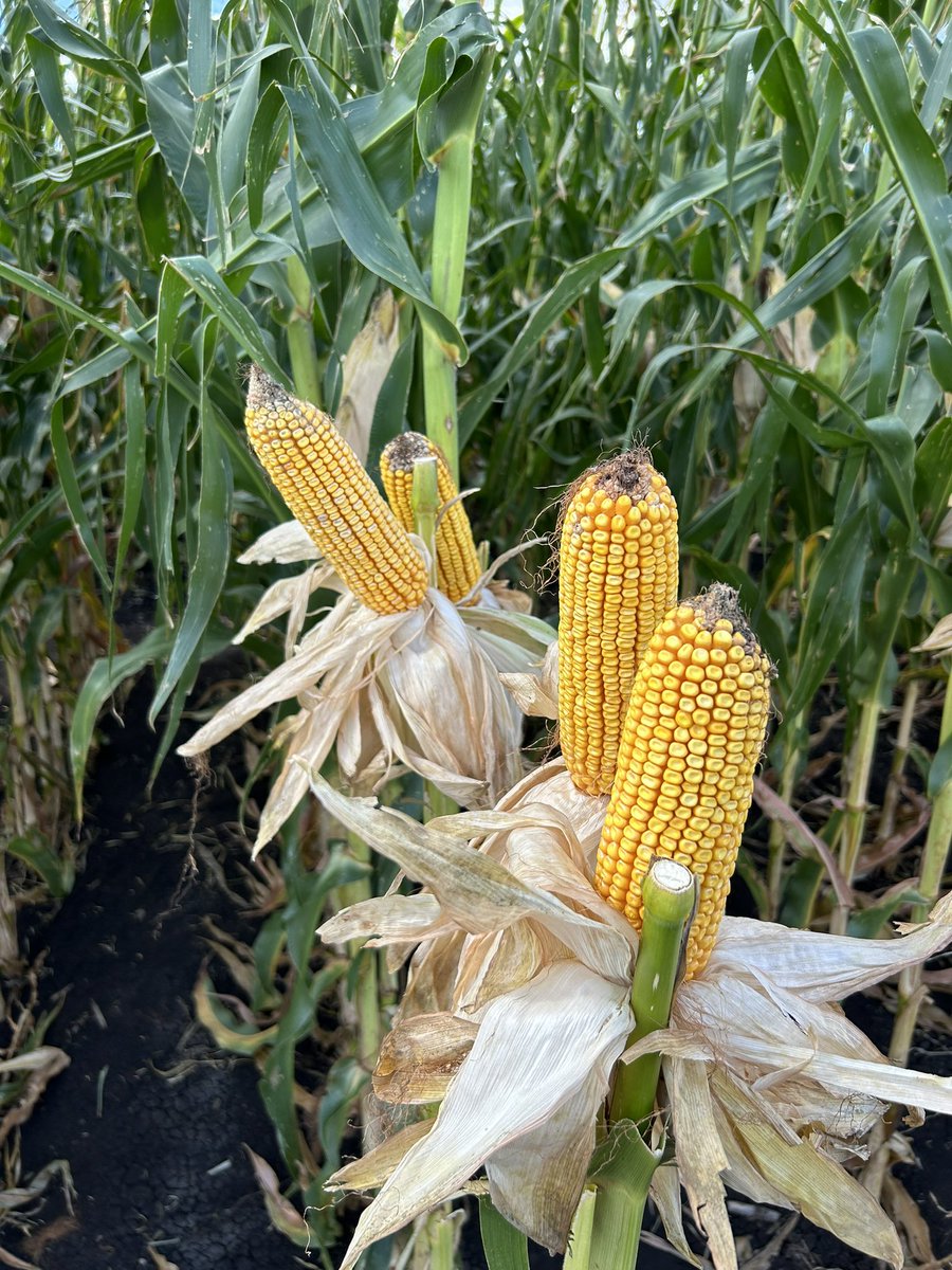 Great couple of days at the Pacific Seeds Foundation Farm. Great resource for learning