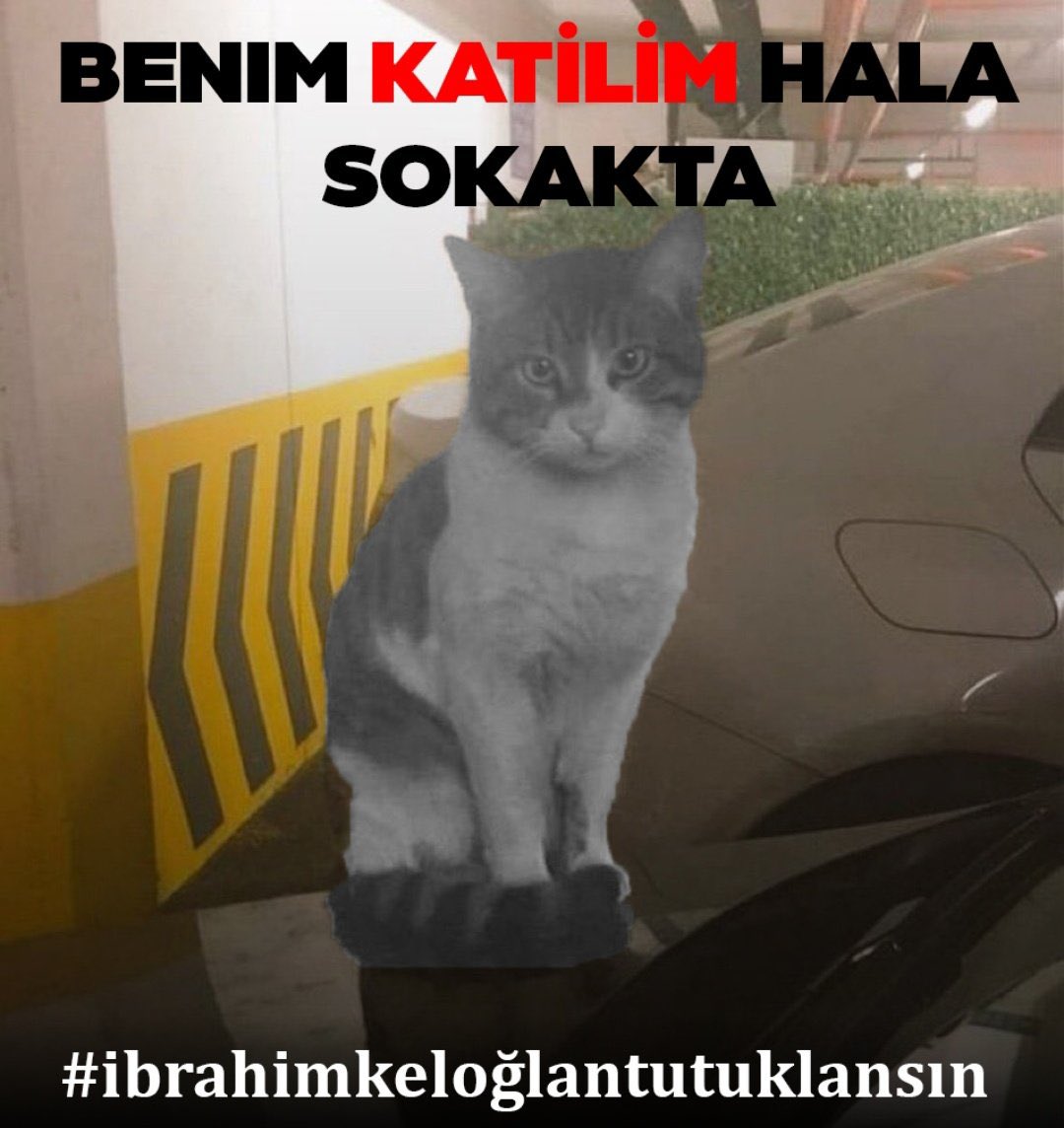 guclusinemm's tweet photo. Cezasızlık ,cesaretlendiriyor . Kezzapla kedi yakan ,poşetle kedi toplayıp evinde ölü kediler çıkan ,balkondan kedi atan ,tüfekle köpek öldüren ,yatan köpeği ezen hepsi serbest . 
Hayvan haklarına Anayasal güvence istiyoruz . Yetmedi mi artık ?  #ibrahimkeloğlanTUTUKLANSIN https://t.co/JxK2sDCosY
